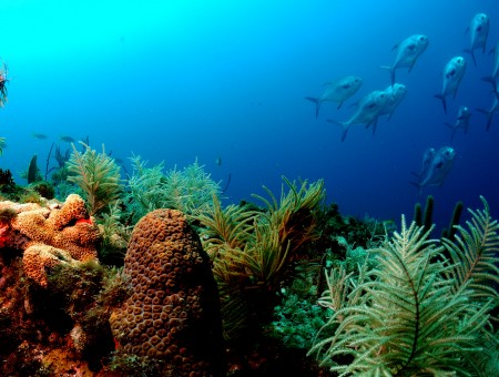 School Of Fish Near Corals