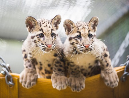 2 Leopard Cubs