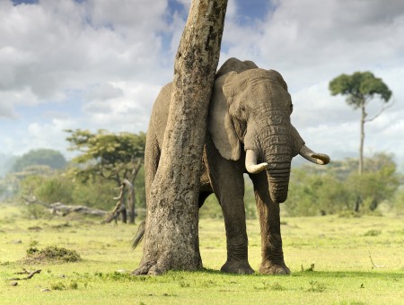 Grey Elephant Beside Brown Tree