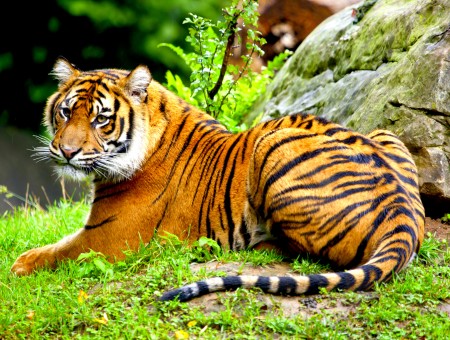 Tiger Lying On Green Grass