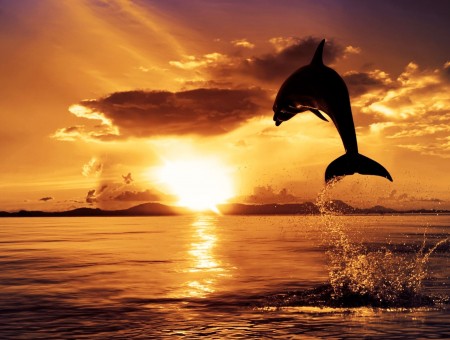 Dolphin Over Sea At Sunset