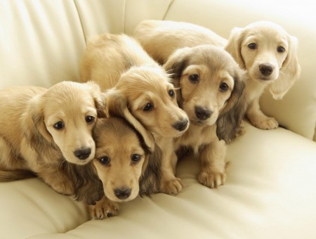 5 Brown Short Coat Puppies