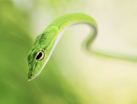 Green Snake With Green Background