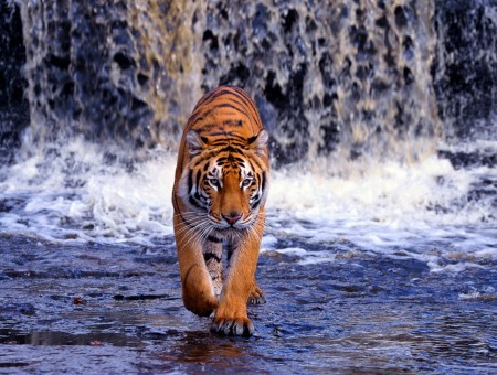 Bengal Tiger Walking Before Timelapse Of Water Falls