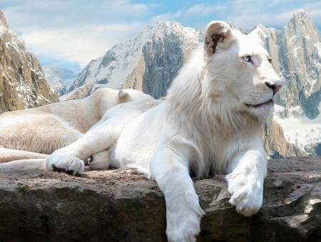 White And Beige Lion