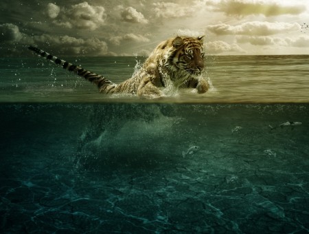 Tiger On The Water