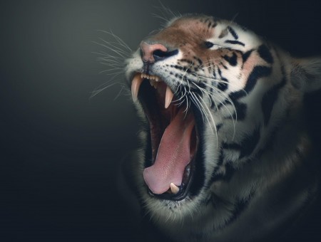 Yawning Tiger In Tilt Shift Lens
