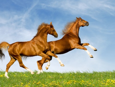2 Brown Horse On Green Grass Fields Under Blue Sky