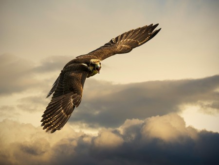 Brown Bird Flying Under Blue Sky And White Clouds During Daytime