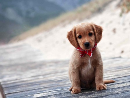 Brown Coated Small Sized Puppy