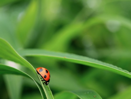 Red Ladybug On Green Grass