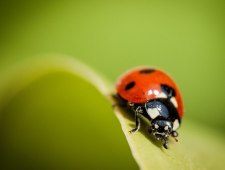 Selective Focus Of A Ladybug On A Green Leaf