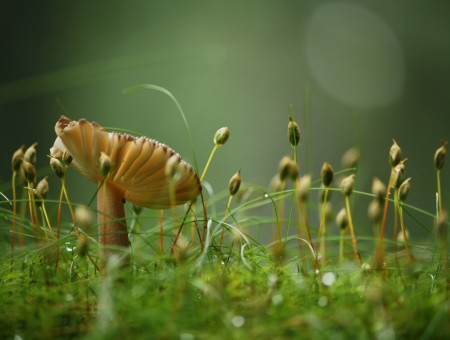 Brown Mushroom In Micro Photograph