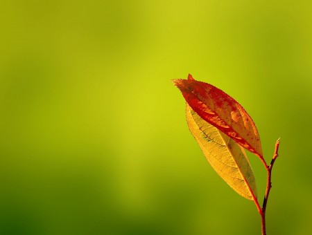 Red Leaf In Focus Photography During Daytime
