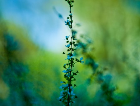 Macro Photography Of Blue Plant