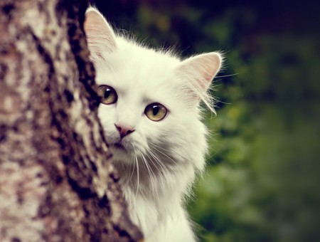 White Cat On Brown Tree Trunk
