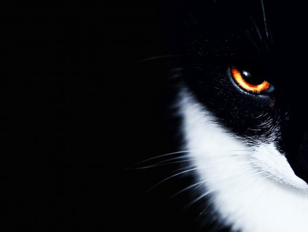 White And Black Hair Cat On Black Background