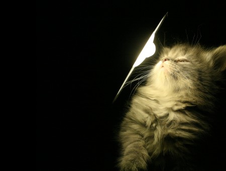 Black Table Lamp Beside White Furred Cat