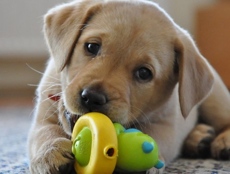 Fawn Short Coat Puppy Biting On Green And Yellow Plastic Toy On Beige And Blue Carpet During Daytime