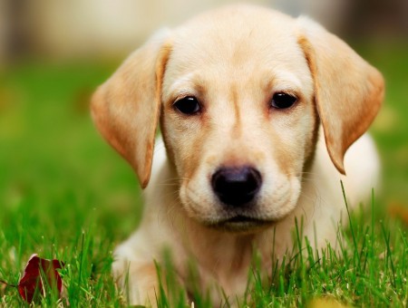 Tan Puppy Leaning On Grass During Daytime