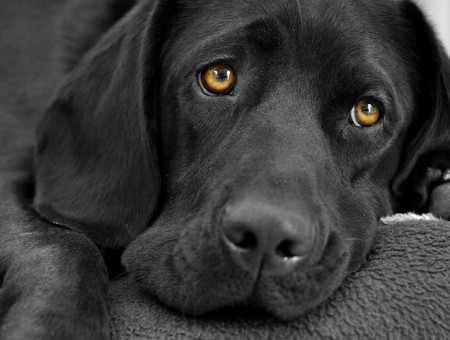 Black Short Coat Dog Lying On Gray Textile