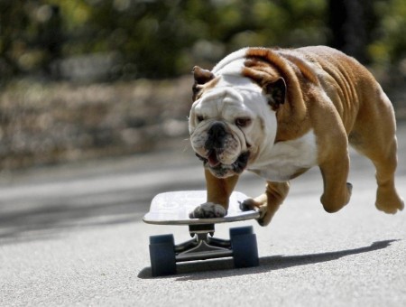 White And Brown Bulldog Using Skateboard