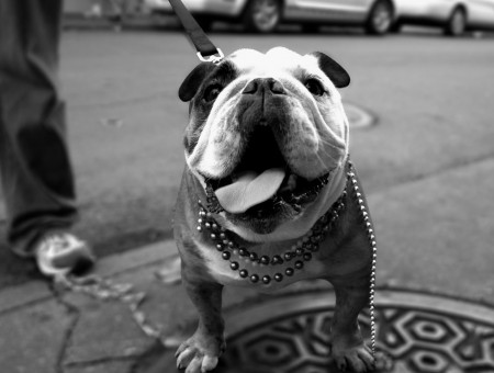 Gray Scale Photo Of Short Coated Coat With Leash