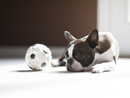 Black And White Short Coat Dog Beside Soccer Ball