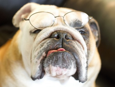 Silver Framed Eyeglasses On White And Black Short Coated Dog