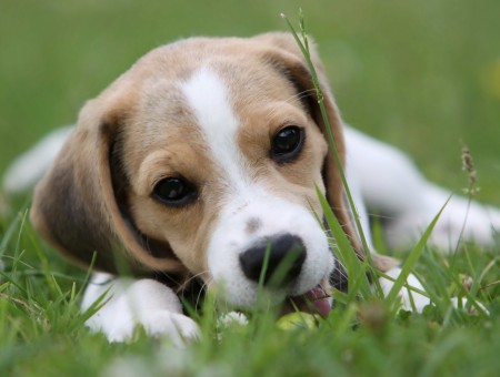 Tricolor Beagle Lying On Grass