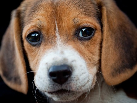 Brown And White Beagle Puppy