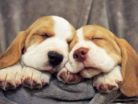 Brown And White Puppies Sleeping Beside Each Other