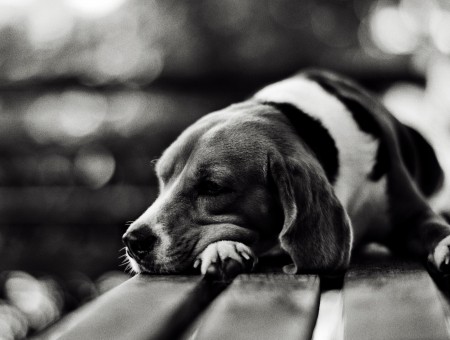 Beagle Lying On Wooden Table Grayscale Photography