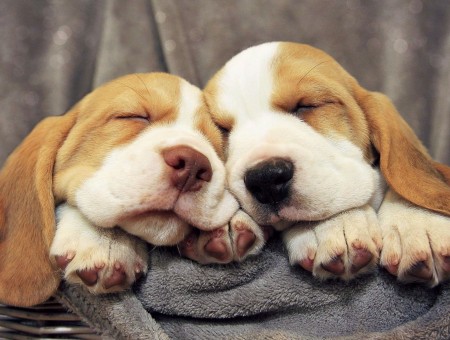 2 Beagle Sleeping