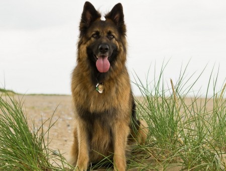 Brown Black Medium Coated Large Sized Dog