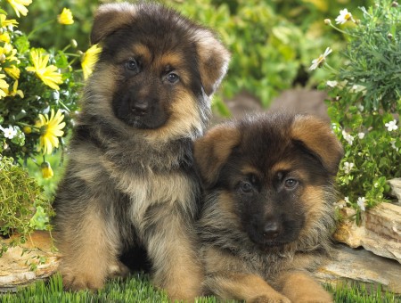 Beige And Black Short Coated Puppies During Daytime