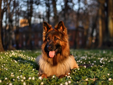 Brown And White Long Coat Dog On Green Grass