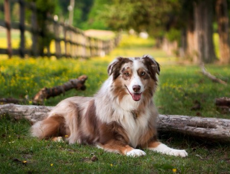Brown And White Long Coated Dog Near Green Leafed Outdoor Trees