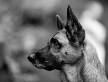 Short Coat Dog On Grayscale And Selective Focus Photography