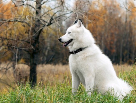 White Long Coat Medium Size Dog