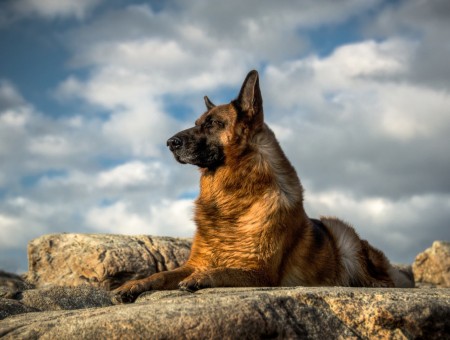 German Sheperd Above The Rock Under Cloudy Sky During Daytime