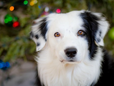 White And Black Long Coat Dog Standing Infront Of Christmas Tree