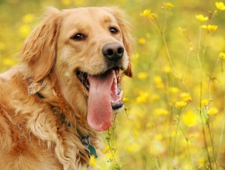 Brown Long Coated Medium Size Dog Beside Yellow Flower