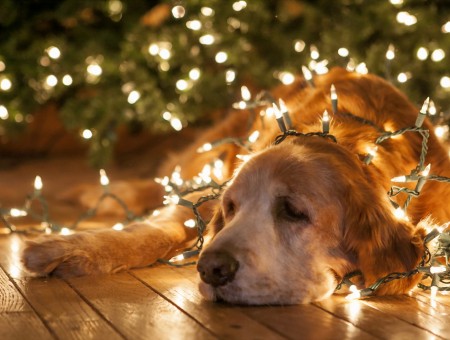 Brown Golden Retriever Dog On Green And Yellow Strip Lights
