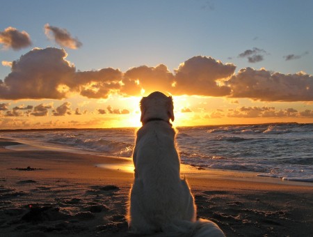 White Medium Size Dog Watching Sunset