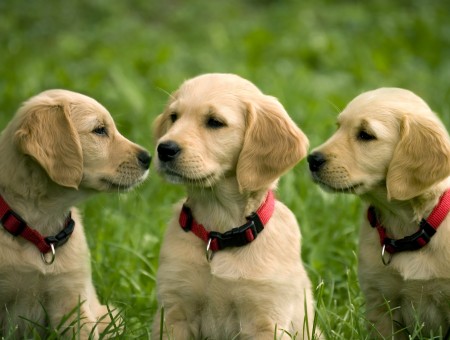 3 Golden Retriever Puppies On Grass Field