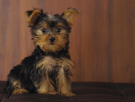 Black And Tan Yorkshire Terrier Puppy