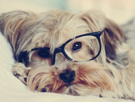 Tan Grey Yorkshire Terrier Wearing Eyeglasses