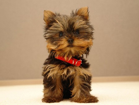 Brown And Black Yorkshire Terrier