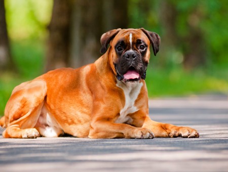 Brown Boxer Dog Lying On Gray Concrete Pavement During Daytime